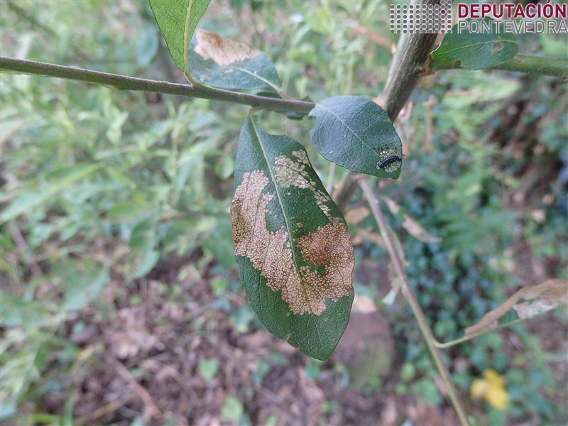 Oidio - Powdery Mildew - Oidio >> Sintomas e larva de crisomelido defoliador en salgueiro.jpg